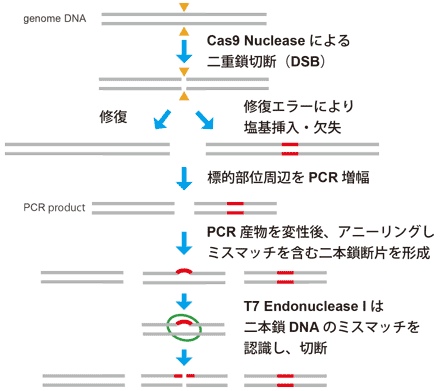 T7 Endonuclease I のミスマッチ検出