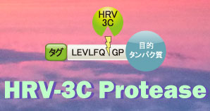 HRV-3C Protease