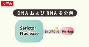 Serictor Nuclease