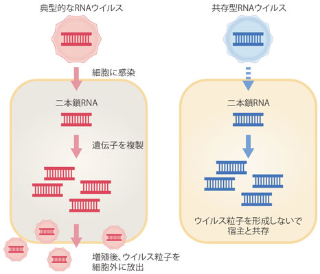 ウイルスの基礎知識動画3本（その１、ウイルス増殖、その２、ヒトのウイルスに対する免疫、その３、ウイルスＲＮＡ検出法）（2月24日作成）